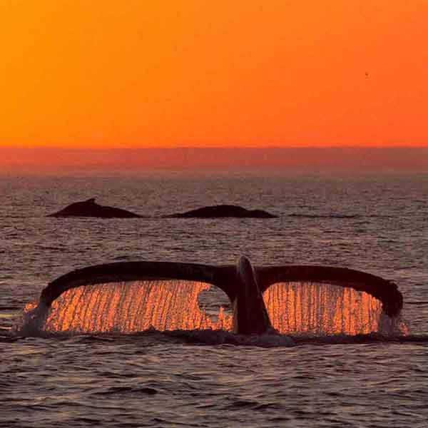 Sunset whales